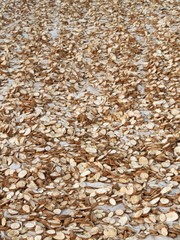 cassava in plantation