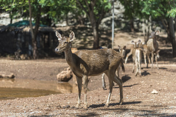 wild deer
