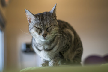 Sleeping Kitty Standing