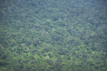 view of tropical forest