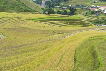 Fototapeta na wymiar Asian rice field in harvesting season in Mu Cang Chai, Yen Bai, Vietnam. Terraced paddy fields are used widely in rice, wheat and barley farming in east, south, and southeast Asia