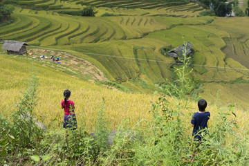 Fototapeta premium Asia rice field by harvesting season in Mu Cang Chai district, Yen Bai, Vietnam. Terraced paddy fields are used widely in rice, wheat and barley farming in east, south, and southeast Asia