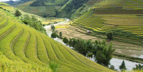Fototapeta na wymiar Asia rice field by harvesting season in Mu Cang Chai district, Yen Bai, Vietnam. Terraced paddy fields are used widely in rice, wheat and barley farming in east, south, and southeast Asia