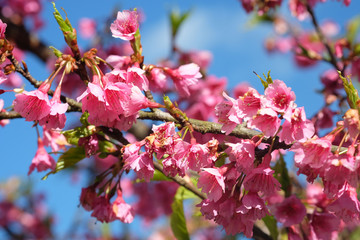 Wild Himalayan Cherry