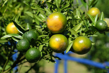 orange in the garden