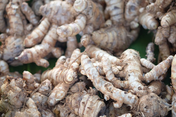 Curcuma manga Val.& Zijp. or White Turmeric
