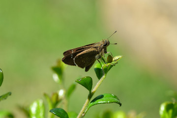 butterfly in thailand