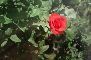 Red rose close up. Background. low light background.selective focus