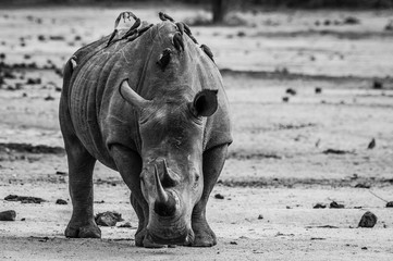Rhino