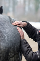 horse, equine physical,osteopathy therapy