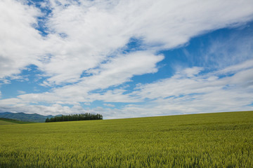 Obraz premium 북해도의 봄