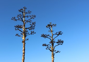 twin trees