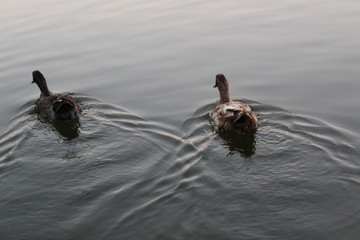 swimming ducks