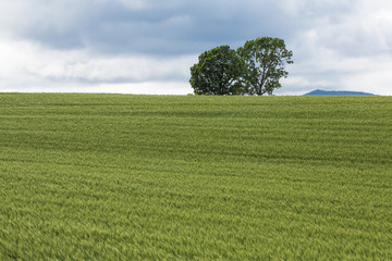 Fototapeta premium 북해도의 봄