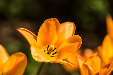 Yellow tulip close up