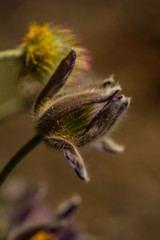 Spiny covered flowers close up