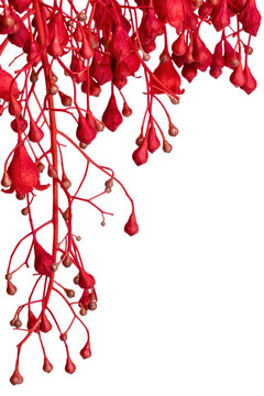 Flame Tree Red Flower Border over White