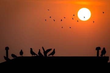 Silhouette sunrise with pigeons on a rooftop and flying birds
