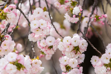 Cherry Blossom, Sakura season in Japan.