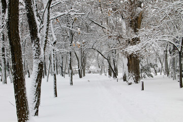 Winter landscape in the city park