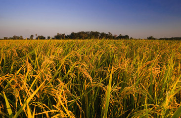 Golden colour rice field