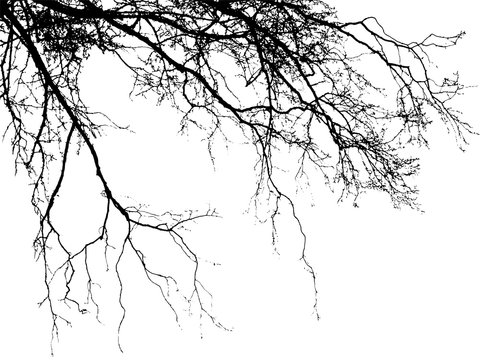 Realistic birch tree branches silhouette (Vector illustration).