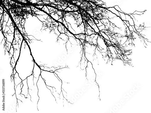 Download "Realistic birch tree branches silhouette (Vector ...