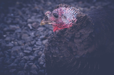 Turkey Hen