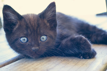 Black Kitten 1