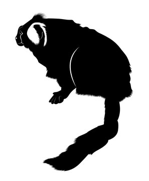 monkey. primates. is the smallest monkey in the world