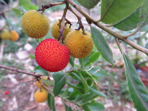 Arbouses Images – Browse 85 Stock Photos, Vectors, and Video | Adobe Stock