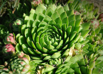 Green flower Sempervivum closeup for the alpine slide. Sacred floral geometry.