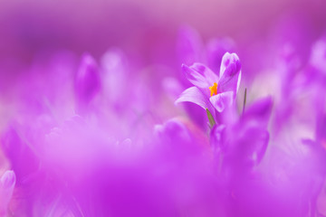 Fototapeta na wymiar View of magic violet blooming spring flowers crocus growing in wildlife. Beautiful macro photo of wildgrowing crocus in soft violet color
