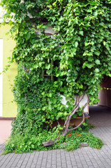 Fototapeta na wymiar Green ivy with leaves of different size and tree trunk grows around balcony in summer. Vertical view.