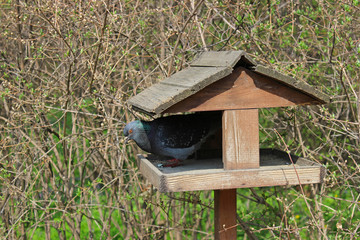Dove and feeder
