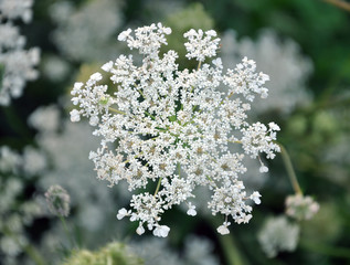 Flower white goutweed closeup on a light green background. Floral background.