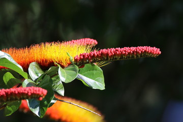 Guyane - Saül Dec 2016 - Fleur tropicale