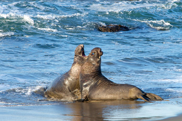 Two male bull elephant seals fighting on the beach in Central California. The bulls engage in fights of supremacy to determine who will get to mate with the females.