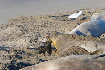 Fototapeta premium Female elephant seal with hours old infant pup on a beach in Central California. Pups nurse about four weeks are weaned abruptly then abandoned by their mother, who heads out to sea within a few days.