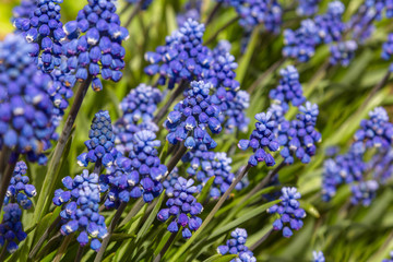 Flowerbed with hyacinths