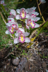 Orchids in Doi Inthanon National Park,Chiangmai,Thailand