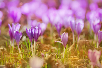 Fototapeta premium View of close-up magic blooming spring flowers crocus growing from old leaves