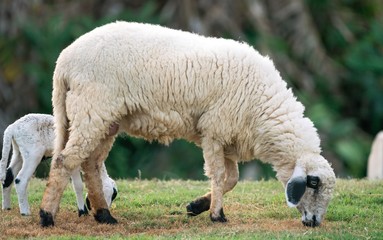 Sheep and little sheep on green grass.