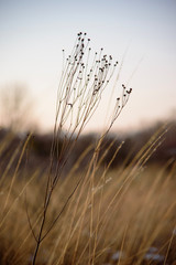 closeup of dried wildflower seeds and prairie grass blowing in wind at sundown - soft focus