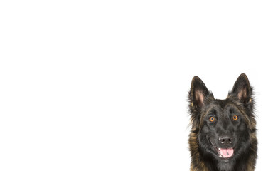 Belgian shepherd dog portrait isolated on white for copy space use. Indoor image. Room for text.