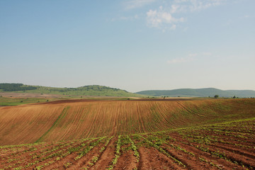 Fototapeta na wymiar Furrows row pattern in a plowed field