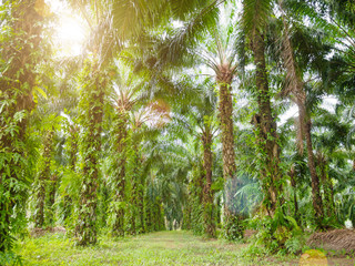 palm tree farm with Lens Flare or sunspot