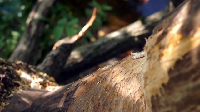 Close-up of the tree which is nibbled by beavers/part of the wood beaver stubby, close-up