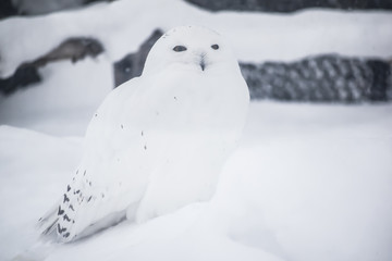 White owl in snow