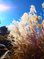 low angle view of ornamental pampas grass